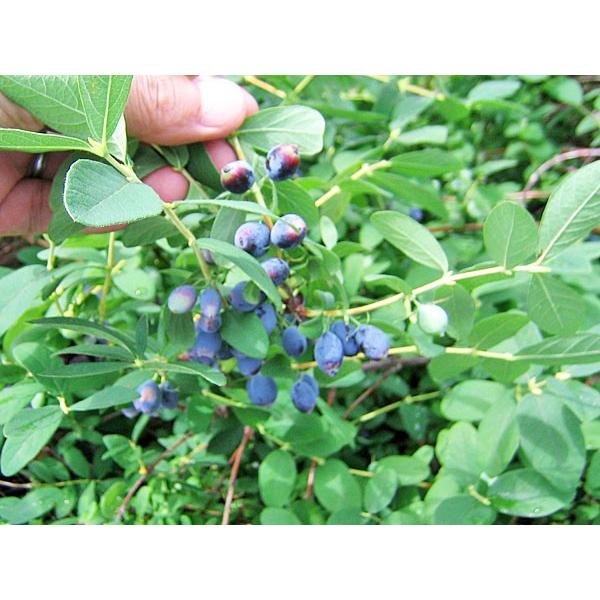 ハスカップ（冷凍果実）500g（250g×2） 北海道産 : 旬をお取り寄せ