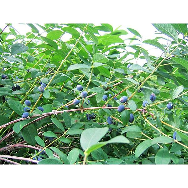 ハスカップ（冷凍果実）500g（250g×2） 北海道産 : 旬をお取り寄せ