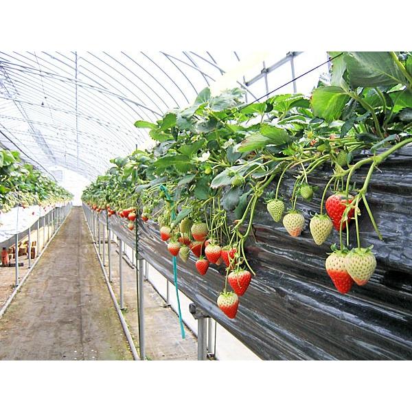 夏いちご 2L-L300g(20〜24粒)×2トレー（計600g）北海道産 夏
