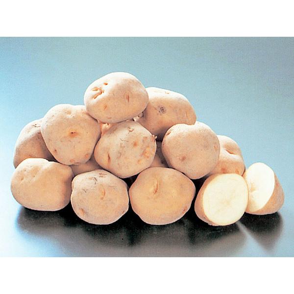 男爵いも（L）10Kg 北海道産 じゃがいも 出荷時期：9〜4月 : 旬をお