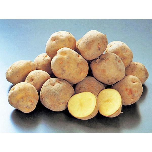 新鮮 じゃがいも キタアカリ20キロ 発送　は　5月の15日　なります よろしく キタアカリ（L）10Kg 北海道産じゃがいも きたあかり 出荷時期：9〜4