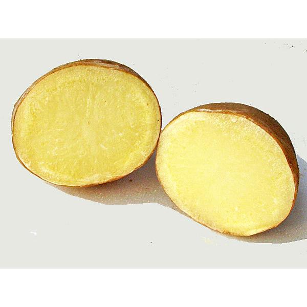 紅丸（M〜Lサイズ混）5Kg 北海道産 じゃがいも 出荷時期 10〜4