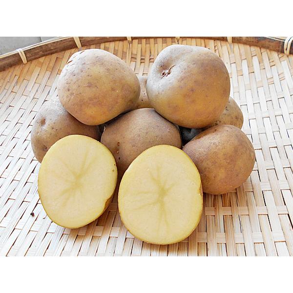 北海道産　きたかむい　じゃがいも きたかむい（M〜L混）5Kg 北海道産 じゃがいも 出荷時期 10〜4月