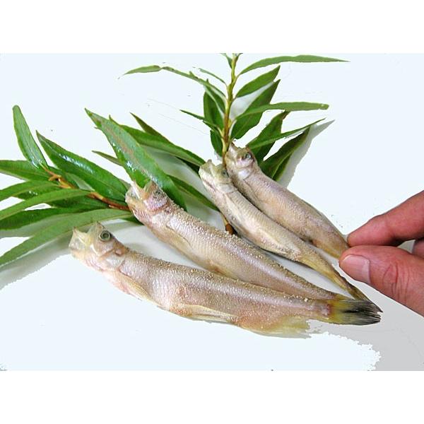 シシャモ オス (30尾)×1箱 北海道産 柳葉魚一夜干 : 旬をお取り寄せ
