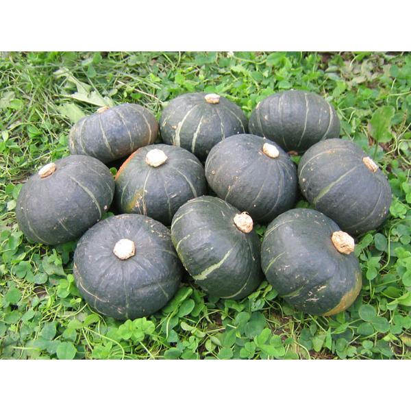坊ちゃん(栗坊) かぼちゃ4kg(13〜16玉) ※1玉250〜300g 北海道産南瓜
