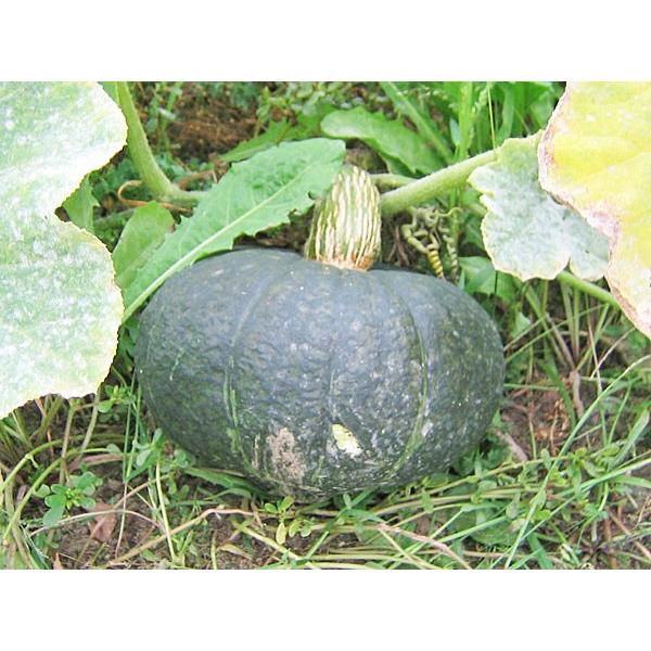 九重栗かぼちゃ 10kg (5〜7玉)×1箱 北海道産 南瓜 出荷時期:9〜10月 :kabo10:旬をお取り寄せ・北海道四季工房 - 通販 - Yahoo!ショッピング 九重栗かぼちゃ 10kg (5〜7玉)×1箱 北海道産 南瓜 出荷時期:9〜10月 :kabo10:旬をお取り寄せ・北海道四季工房 - 通販 - Yahoo!ショッピング