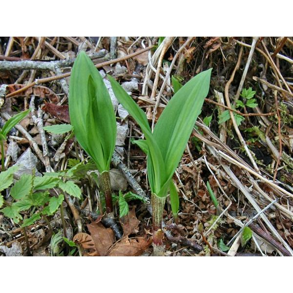 行者にんにく (天然）2kg 北海道産 出荷時期：4月の画像