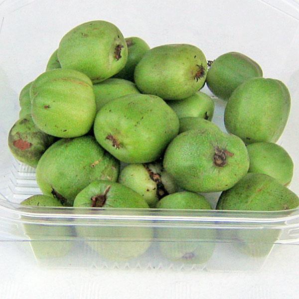 冷凍 コクワ（サルナシ）500g×1パック 北海道産 こくわ : 旬をお