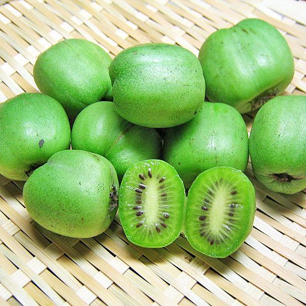 北海道 コクワ（サルナシ） コクワ（サルナシ）500g×1パック 北海道産こくわ 出荷時期：9月 : 旬を