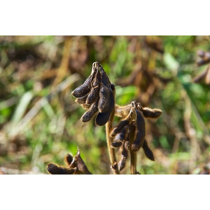 黒千石大豆きな粉（500g）×1個 北海道産 きなこ : 旬をお取り寄せ