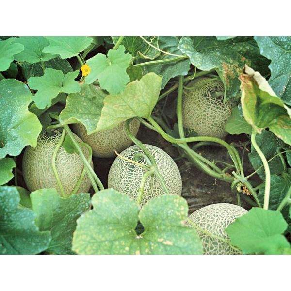 富良野メロン（秀・8kg) 1.6kg×5玉 北海道産 めろん 出荷時期：7〜9月