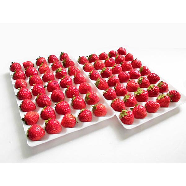 夏いちご ｍ 300g 35粒前後 2トレー 計600g 北海道産 夏イチゴ 出荷期間 6 12月 Natuichigo M35 旬をお取り寄せ 北海道四季工房 通販 Yahoo ショッピング