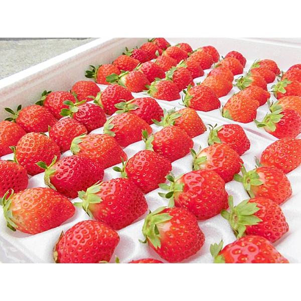夏いちご M(300g・30〜36粒）×6トレー（計1.8kg）北海道産 夏イチゴ