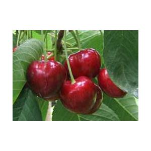 送料無料！さくらんぼサミット500✖️2パック さくらんぼサミット500g | 大粒 甘さ - 小沢田観光果樹園 | 南部町の