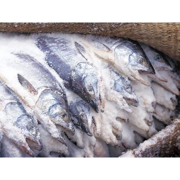 送料無料　山漬鮭 雄宝(ゆうほう)姿切り身1尾(2.5Kg)　北海道紋別郡雄武産｜sikikoubou｜03