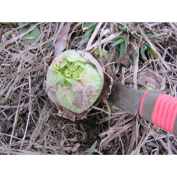 フキノトウ( 200g)×1パック 北海道産 出荷時期：4月 : 旬をお取り寄せ