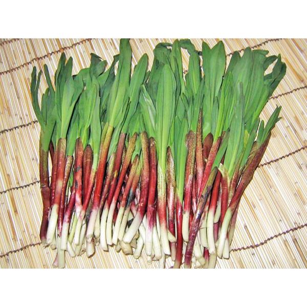行者ニンニク(天然)1kg 北海道産 出荷時期:4月 : 旬をお 行者ニンニク(天然)1kg 北海道産 出荷時期:4月 : 旬をお
