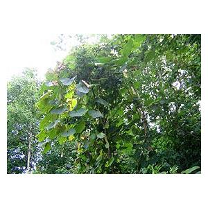 ヤマブドウ 2Kg×1箱 北海道産 山ぶどう 出荷時期：9〜10月 : 旬をお