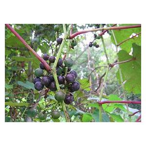 ヤマブドウ 2Kg×1箱 北海道産 山ぶどう 出荷時期：9〜10月 : 旬をお