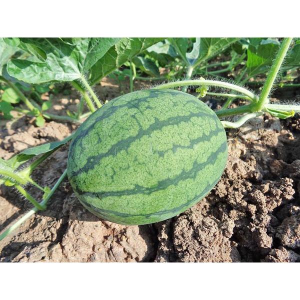 送料無料 マダーボール西瓜（秀）2.5kg×4玉 北海道産 小玉スイカ 出荷