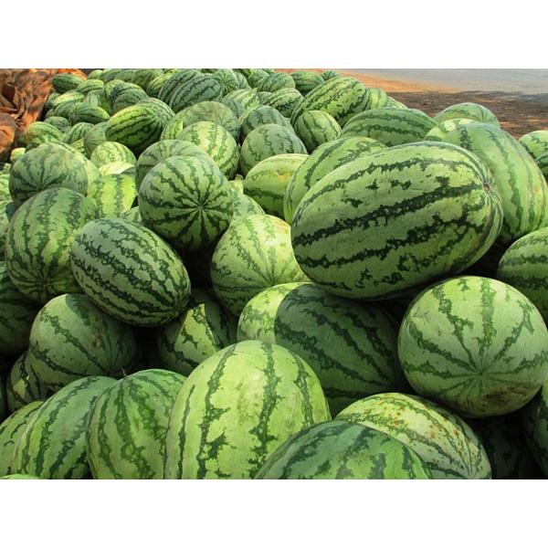 送料無料 マダーボール西瓜（秀）2kg×5玉 北海道産 小玉スイカ 出荷