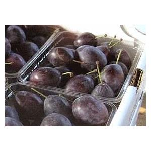 プルーン ベイラー 2Kg（生果実 500g×4）北海道産 出荷時期：10月 : 旬