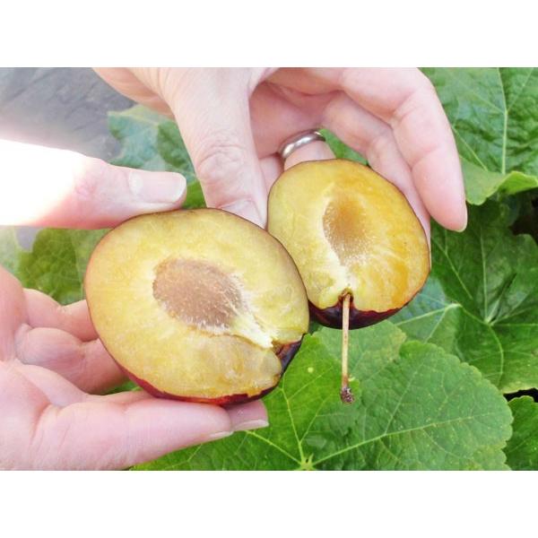 プルーン ベイラー 2Kg（生果実 500g×4）北海道産 出荷時期：10月 : 旬