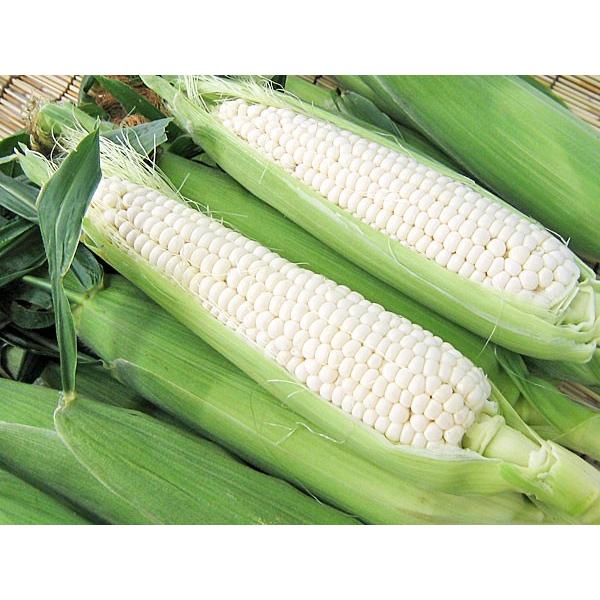 白いとうもろこし Lサイズ 10本 北海道産 出荷時期 8 9月 ピュアホワイト ホワイトショコラ T 015 旬をお取り寄せ 北海道四季工房 通販 Yahoo ショッピング