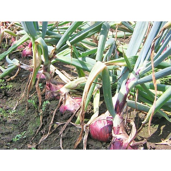 紫玉ねぎ（L〜L大）5Kg 北海道産 赤玉ねぎ レッドオニオン 出荷時期：9