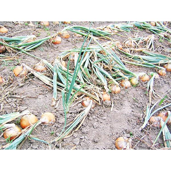 玉ねぎ（L） 10Kg 北海道産 たまねぎ 出荷時期：9〜4月 : 旬をお