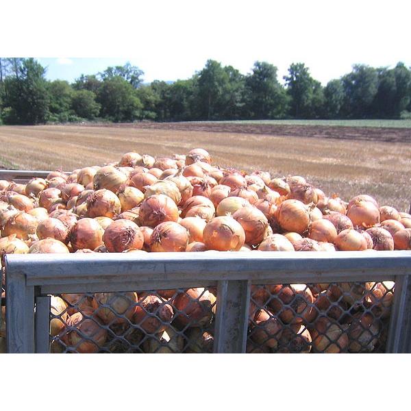 玉ねぎ（L） 10Kg 北海道産 たまねぎ 出荷時期：9〜4月 : 旬をお