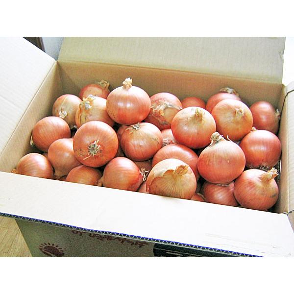 玉ねぎ（L大）20Kg 北海道産 たまねぎ 出荷時期：9〜4月 : 旬をお