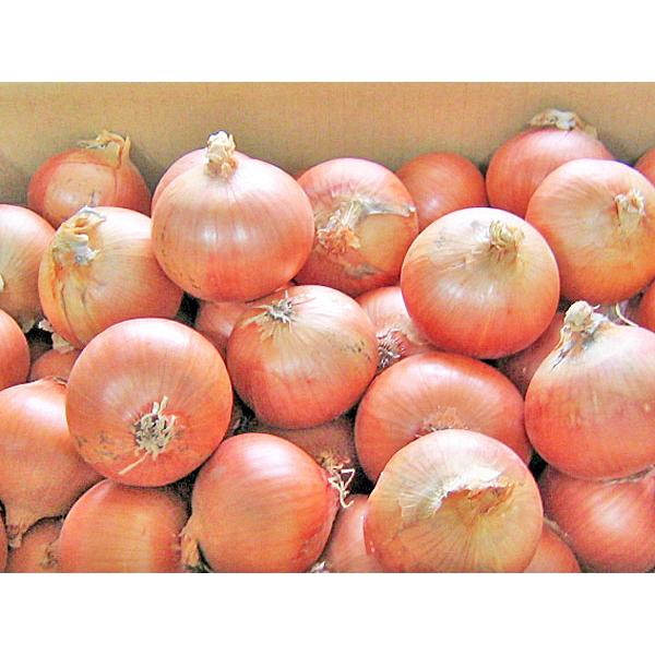 玉ねぎ（L大）20Kg 北海道産 たまねぎ 出荷時期：9〜4月 : 旬をお
