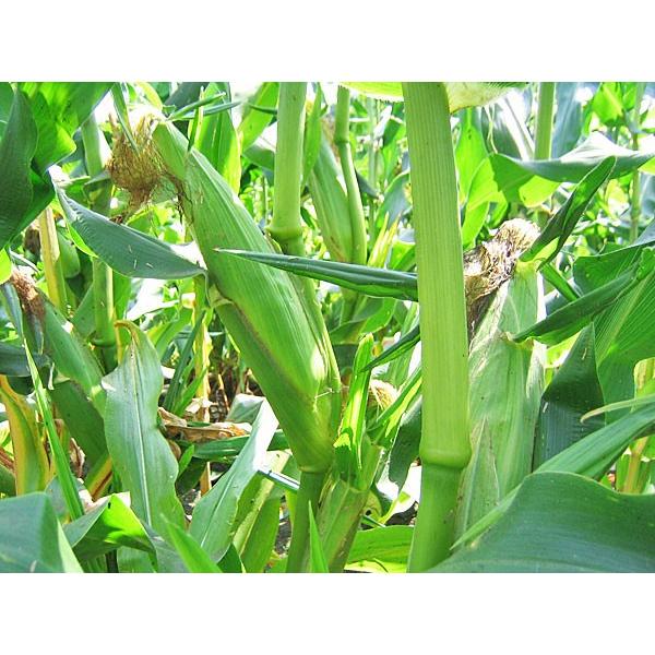 白と黄色のとうもろこしセット（各10本 計20本）北海道産 出荷時期：8