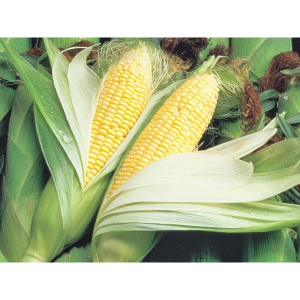 賞味期限更新★新入荷♪糯とうもろこし60本セット【白20本と黄20本と彩20本】 賞味期限更新☆新入荷♪糯とうもろこし60本セット【白20本と