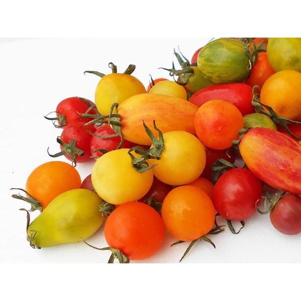 カラフルミニトマト 1Kg （約10種類・70〜80粒程度）北海道剣淵産 出荷