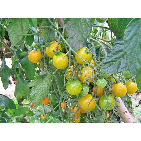 トマト！ カラフルミニトマト 1Kg （約10種類・70〜80粒程度）北海道剣淵産 出荷