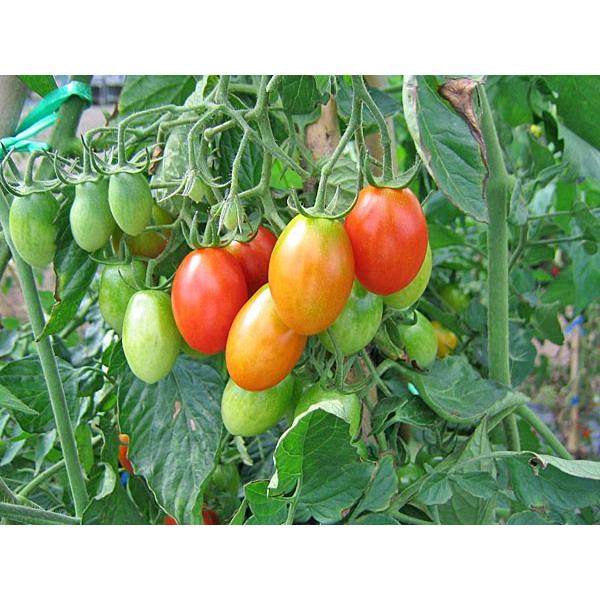 カラフルミニトマト 1Kg （約10種類・70〜80粒程度）北海道剣淵産 出荷