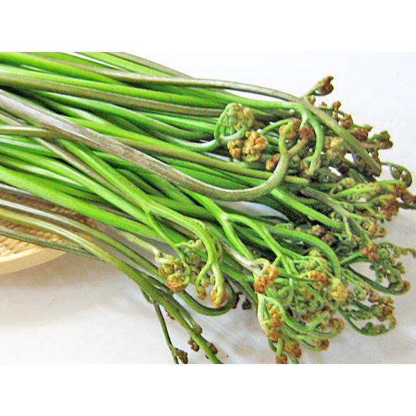 山ワラビ (天然 生 わらび) 1kg 北海道産 蕨 出荷時期：5〜6月 : 旬を