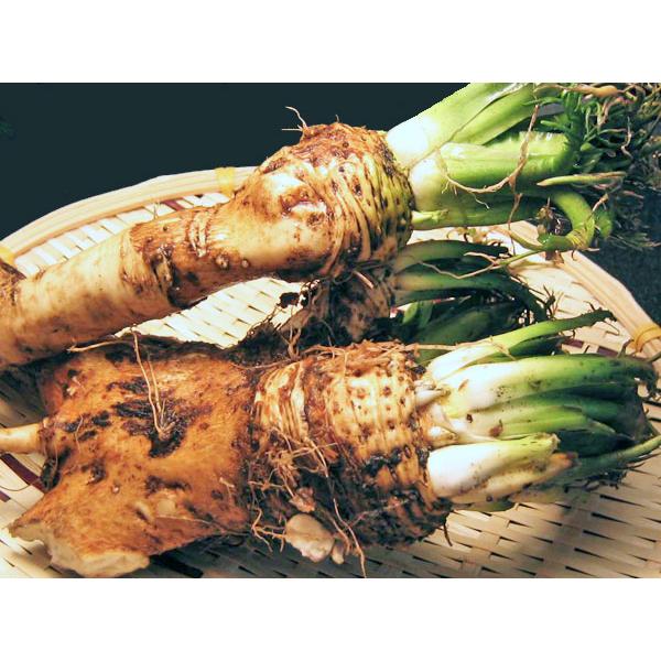 山ワサビすりおろし（冷凍 80g）×2個 北海道産 山わさび : 旬をお