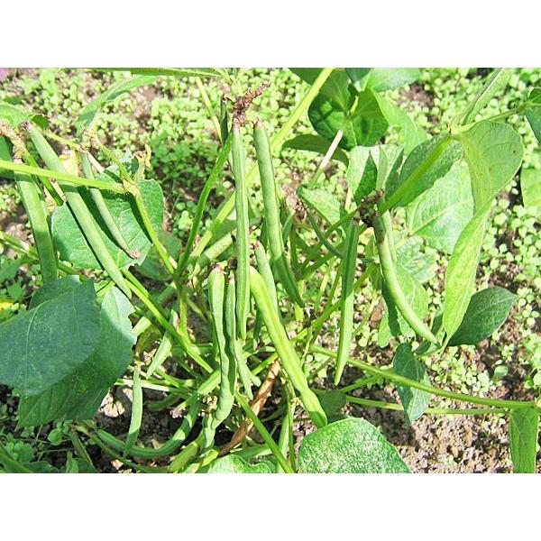 小豆 楽天市場】＼楽天ランキング1位獲得！／ 小豆 北海道産 十勝産