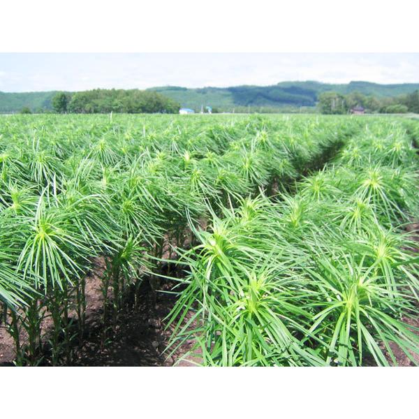 ユリ根 5kg（ 優 L〜3L混）北海道産 業務用 百合根 出荷時期 10〜1月