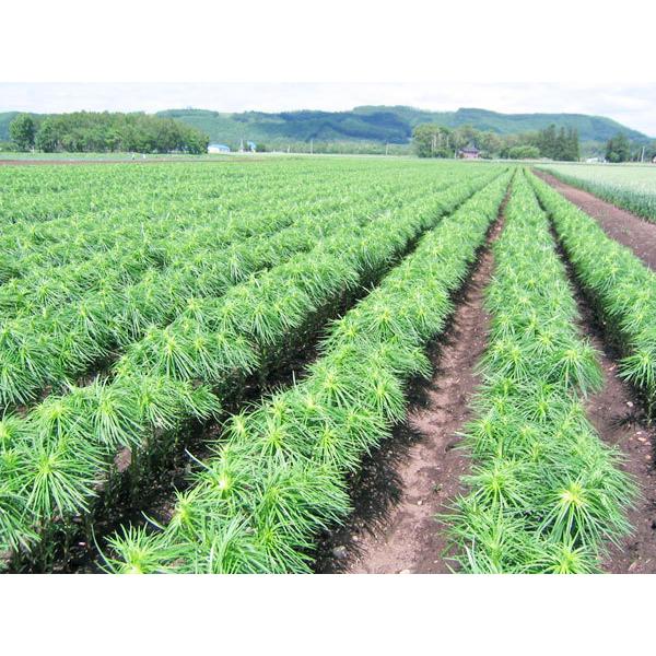 ゆり根（秀 L〜2L）5kg 北海道産 百合根 出荷時期 9〜12月 : 旬をお
