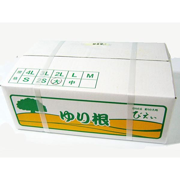 ゆり根（秀 L〜2L）5kg 北海道産 百合根 出荷時期 9〜12月 : 旬をお