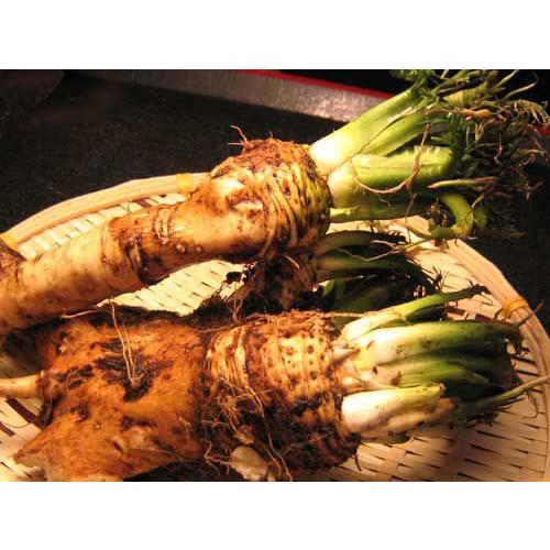 山わさび(生 80g)×3個 北海道産 ヤマワサビ (西洋ワサビ) : 旬 山わさび(生 80g)×3個 北海道産 ヤマワサビ (西洋ワサビ) : 旬