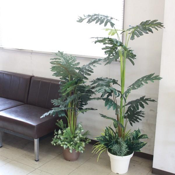 光触媒 観葉植物 マリファ◯ 草 ◯麻CBD 高さ120センチ カンナビノイド