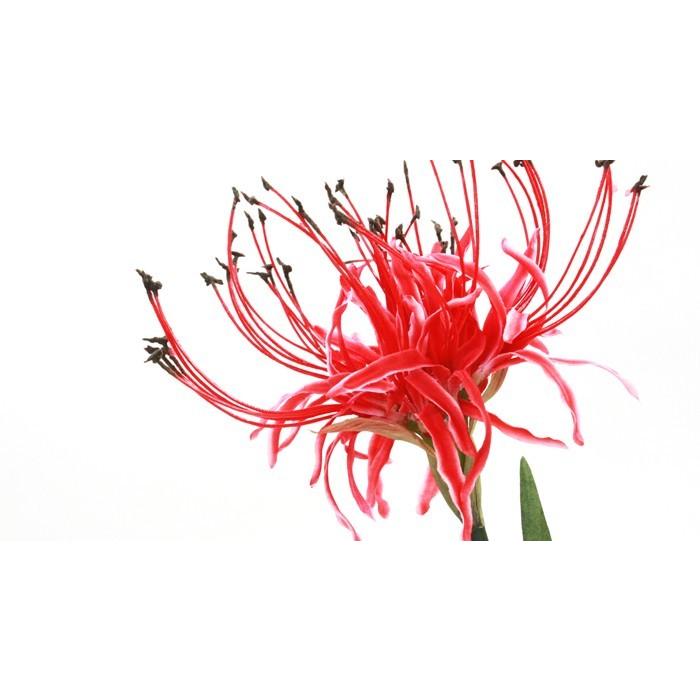 造花 彼岸花 6本セット 曼珠沙華 FM8392 シルクフラワー : シルク