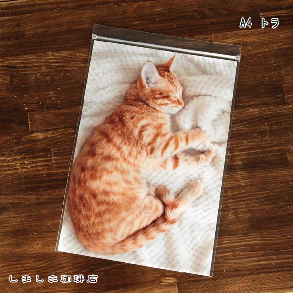 お昼寝ジップBAG A4 ミー CAT 密閉袋 猫 【レターパックプラス可20個・レターパックライト可10個・メール便可5個まで】B |  | 12