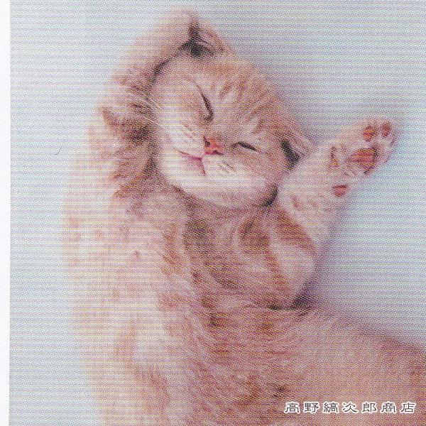 お昼寝ジップBAG A4 ミー CAT 密閉袋 猫 【レターパックプラス可20個・レターパックライト可10個・メール便可5個まで】B |  | 07
