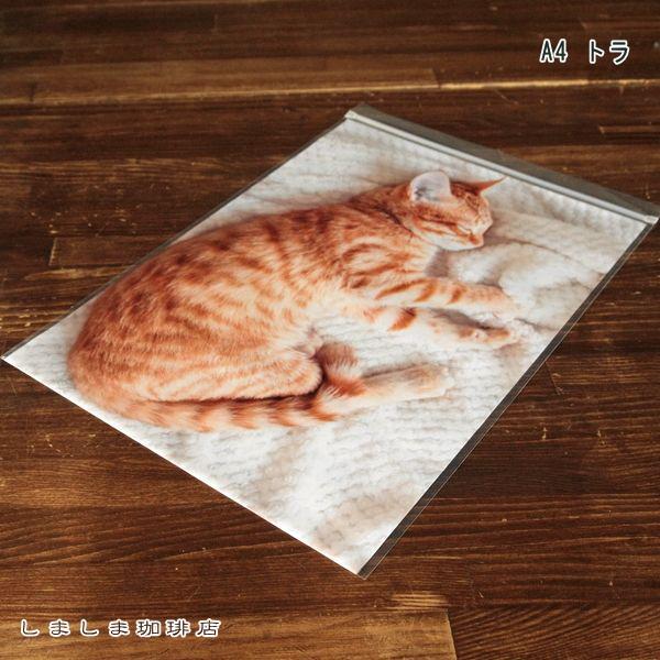 お昼寝ジップBAG A4 ミー CAT 密閉袋 猫 【レターパックプラス可20個・レターパックライト可10個・メール便可5個まで】B |  | 10